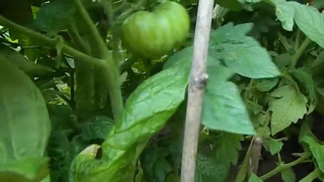 Томат DSA гном.