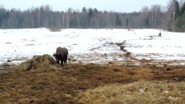 Кормление зубров смотреть онлайн