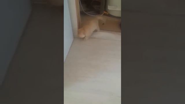 Хосик младший,2 мес смотреть онлайн