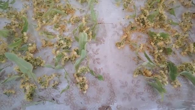 Это липа ☀️ смотреть онлайн