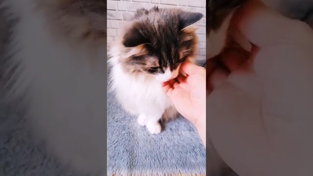 Почему кот грызёт когти. #котовасенька #котики #животные смотреть онлайн