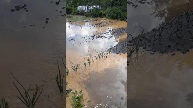 Мелькомбинат затапливает дачные участки глиной. смотреть онлайн