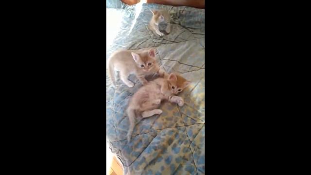 Все рыжие котята и или счастье, когда они рядом смотреть онлайн