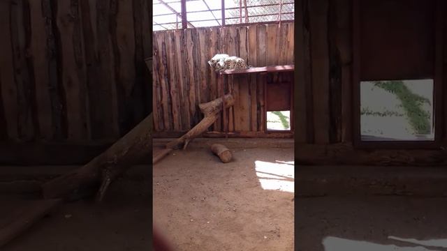 Барсята играют в "детской""вольере смотреть онлайн