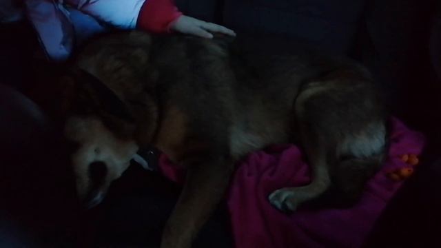 Побыли в Брянске с Клипсой на приёме. 🐕❤️🙏 смотреть онлайн