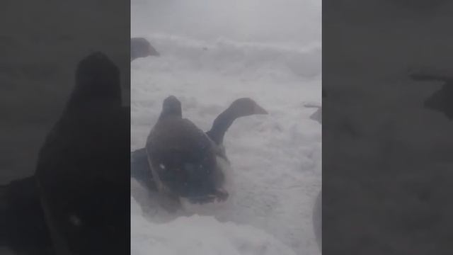 Спаривание гусей смотреть онлайн