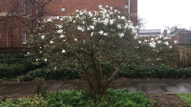 Star Magnolia - shrub - March 2019 смотреть онлайн
