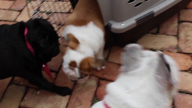 New English Bulldog Puppy Vlog!?|Petunia Pink смотреть онлайн