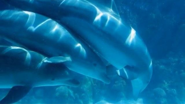 ФАКУЛЬТАТИВ.. Как спят животные смотреть онлайн