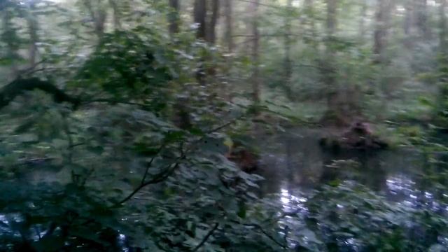 Дикие утки Брянский лес смотреть онлайн