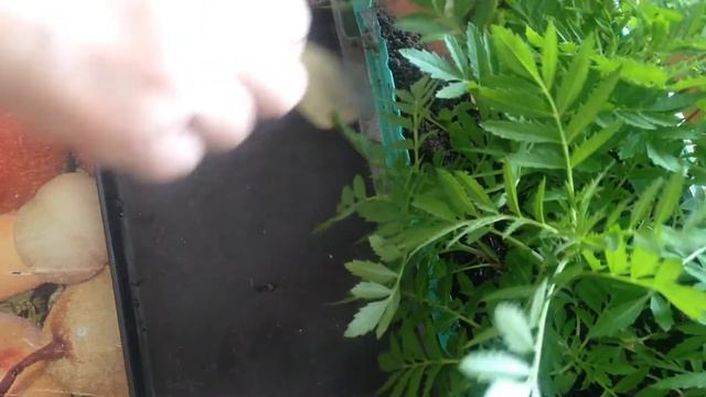 Бархатцы от посева до пикировки.