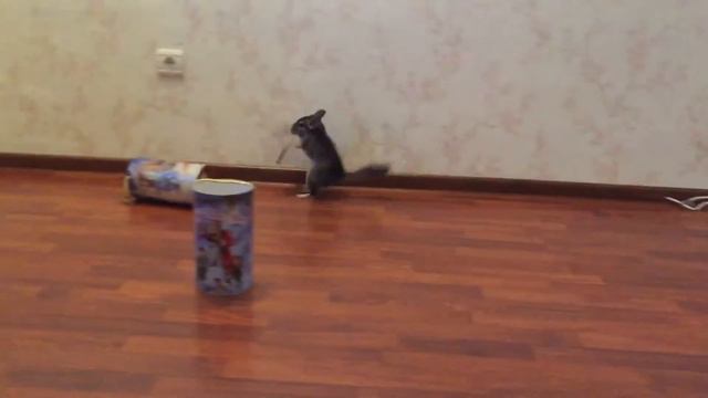 Шиншилла. Chinchilla. смотреть онлайн