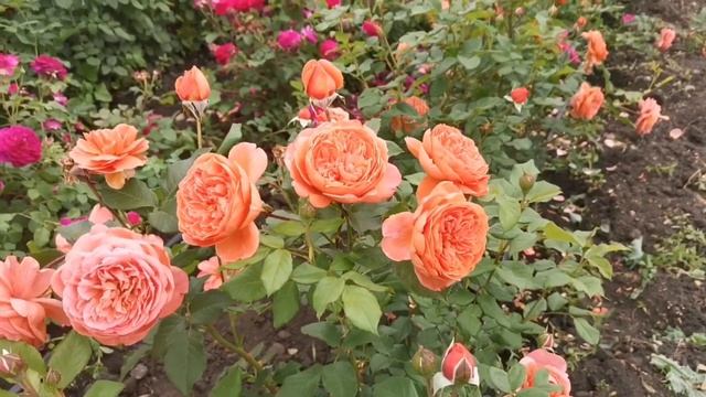 Вся правда о Summer Song. Как вырастить ее красивой.