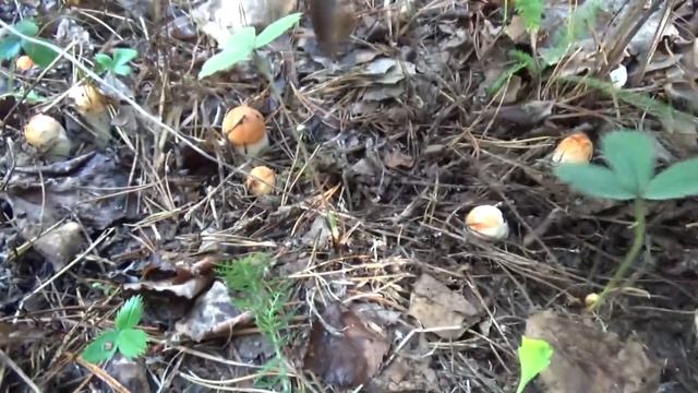 Подосиновики Очень маленькие но много смотреть онлайн