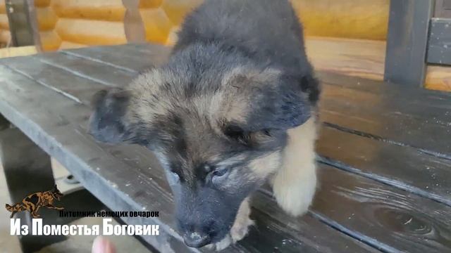 ЕМЕЛЬЯНА ИЗ ПОМЕСТЬЯ БОГОВИК (1,5 месяц) - щенок ДШ немецкой овчарки смотреть онлайн