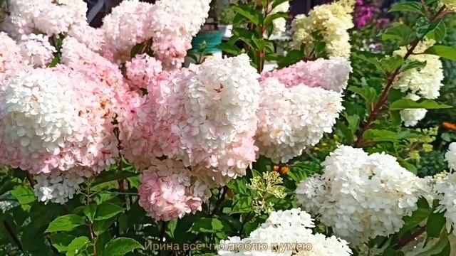 Шикарные гортензии в моëм саду. Обзор метельчатых гортензий. смотреть онлайн