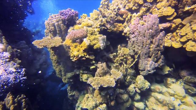 Marsa Nakari Village 2019 смотреть онлайн
