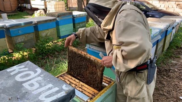 Отбор маточников в инкубатор # как я формирую отводки смотреть онлайн