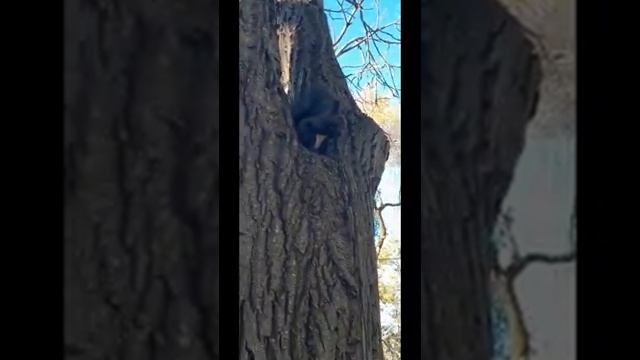 И снова Черныша 22 октября 2023г смотреть онлайн