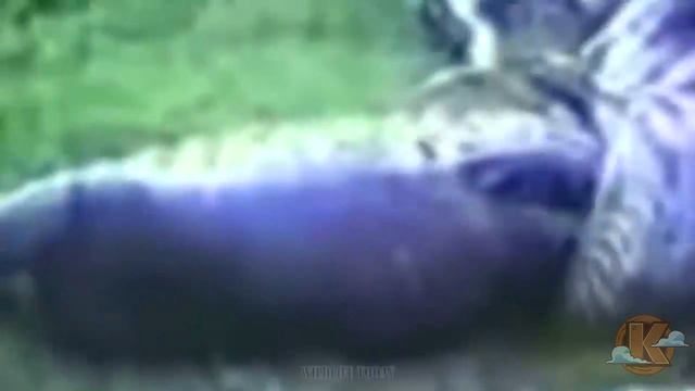 Анаконда напала на бегемотов. Дикий мир в дикой природе. смотреть онлайн