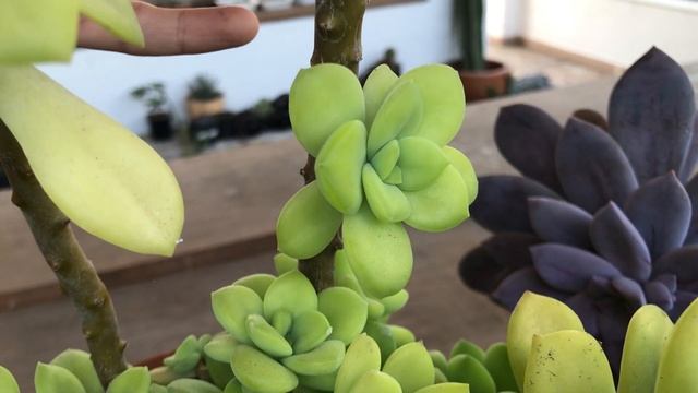 Graptopetalum Superbum Verde смотреть онлайн