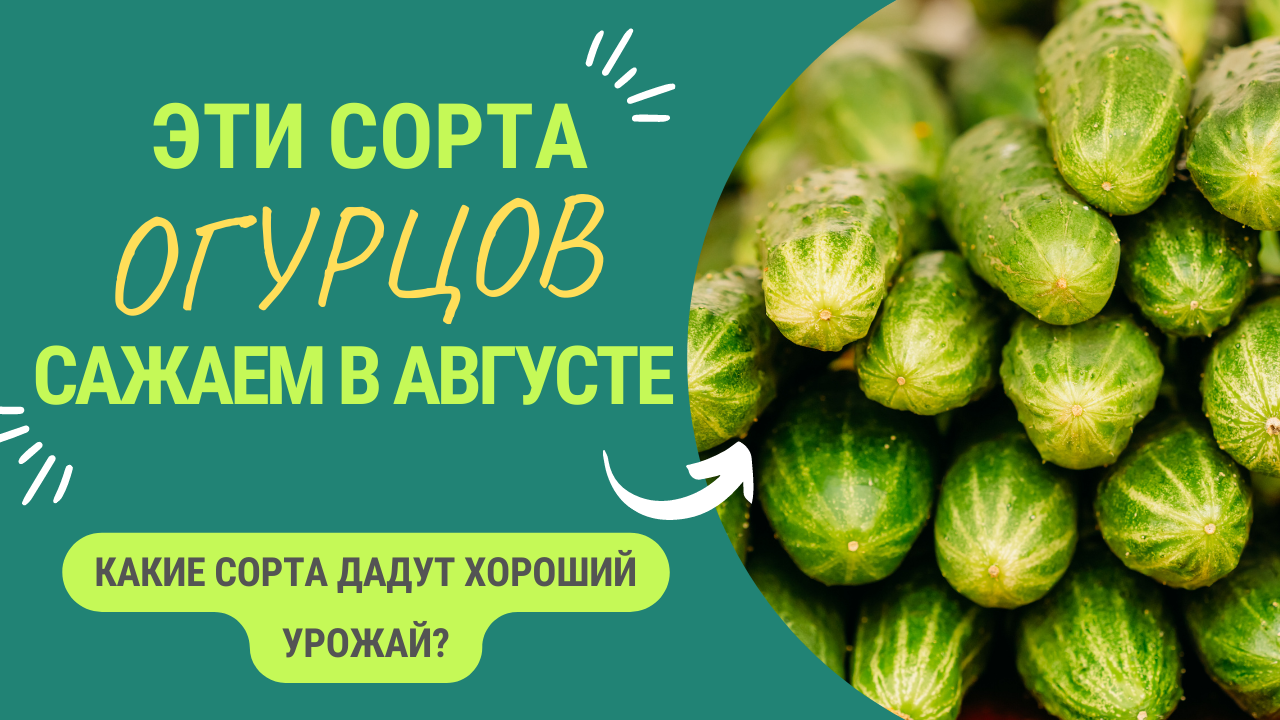 ЭТИ СОРТА ОГУРЦОВ САЖАЕМ В АВГУСТЕ смотреть онлайн