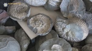 Аммониты Хаджоха.mp4