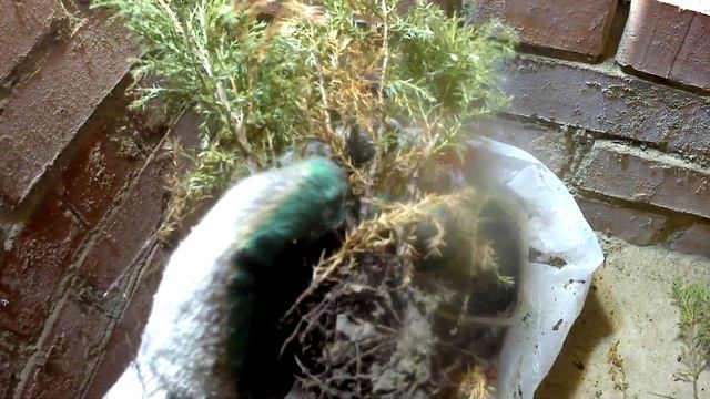 Отличный результат Черенкования можжевельника смотреть онлайн