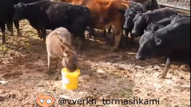 Осёл крыса.Приколы с животными/говорящие животные/юмор.2022 . смотреть онлайн