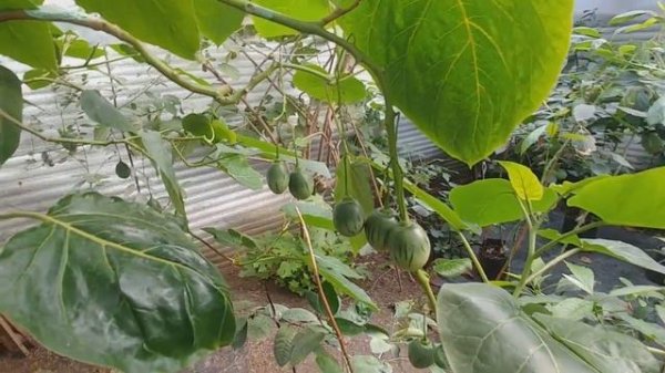 Цифомандра - томатное дерево, можно ли вырастить в квартире.