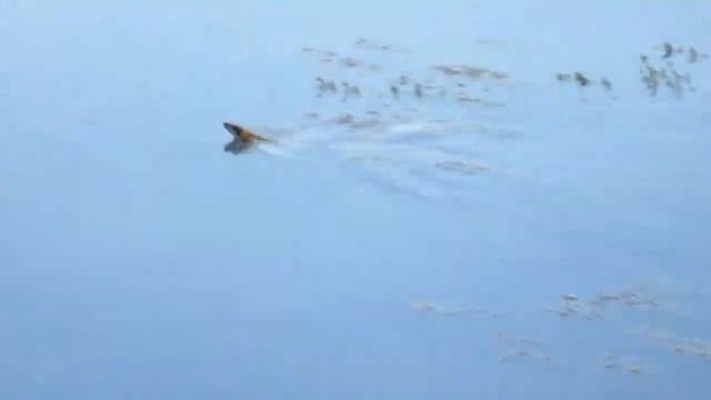 Amazing Snake Swimming. Can snakes swim in water? Nature sounds смотреть онлайн