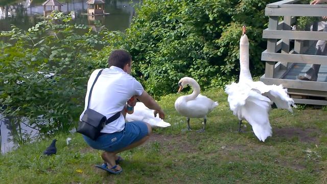 Заметки #80 - Гуси-лебеди (Москва, Парк Горького, Лебединое Озеро) июнь 2016 года смотреть онлайн