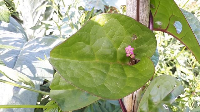 Malabar spinach - grow, care & Eat (Basella alba) смотреть онлайн