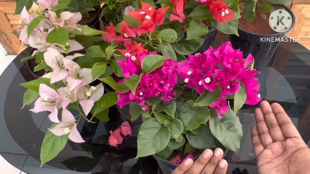 🍀🌸പല വർണ്ണങ്ങളിൽ ഉള്ള കടലാസ് പൂക്കൾകൊണ്ട് വീട്ടുമുറ്റം മനോഹരമാക്കാം🌺😵🤩| Tharappel Nursery смотреть онлайн