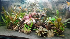 Эхинодорус Рэд Индиан, криптокорина Бекета грин в аквариуме 250 л.