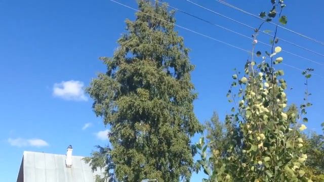 Лето дача птицы смотреть онлайн