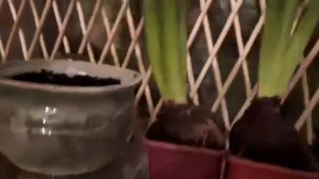 Витамины для цветов... смотреть онлайн