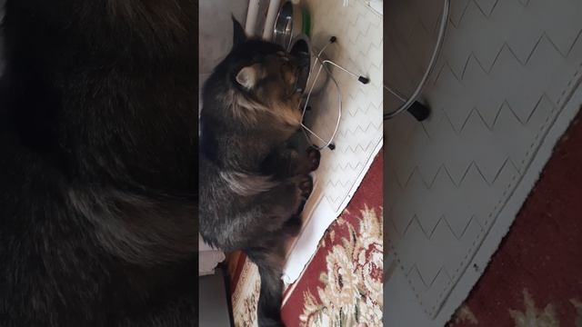 Завтрак кота, д-215 Фунчоза, филе минтая смотреть онлайн