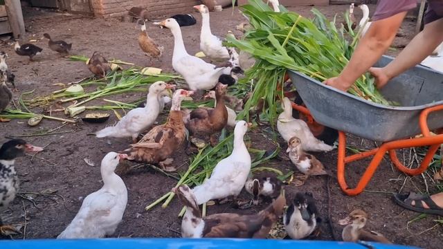 24 утёнка уже с уткой смотреть онлайн