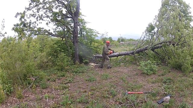 Валка дерева граб на дачном участке под Новороссийском смотреть онлайн