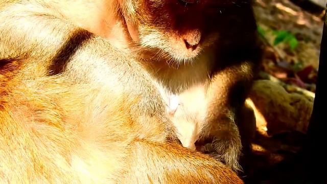 Million Comfort Monkey Grooming , ASMR Grooming Monkey Look So Lovely смотреть онлайн