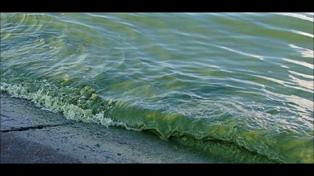 Срочно! Катаклизм. Почему позеленело Черное море. В Севастополе море окрасилось смотреть онлайн