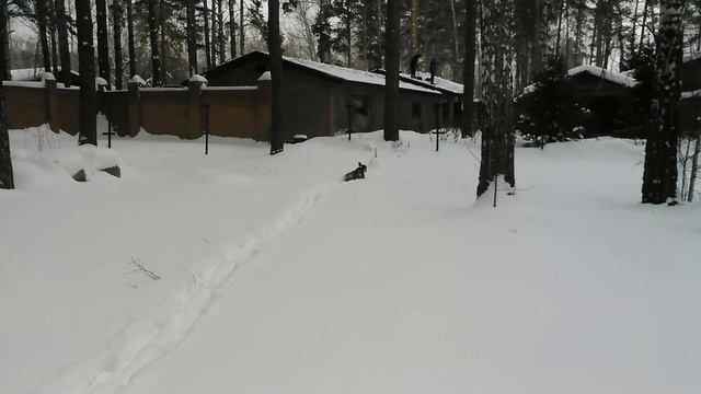 Питбуль и снег. Снегоход 4WD смотреть онлайн