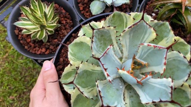 Agaves, Aloes, and Sansevierias Plant Tour - November 2020 // PH смотреть онлайн