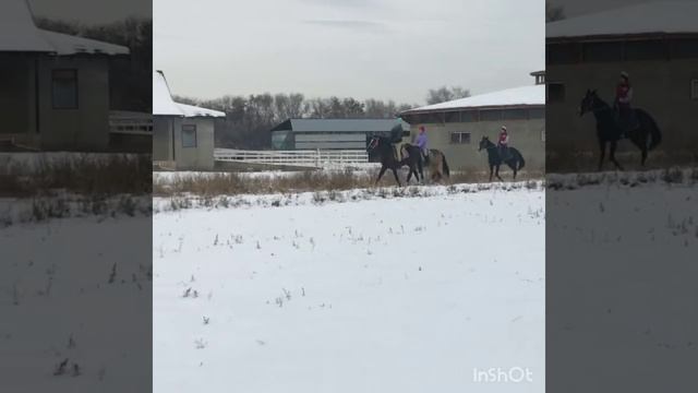 Зимние проездки на Лошадях| Конюшня|Архив смотреть онлайн
