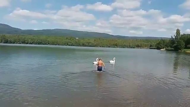 Жуткая Погоня за лебедя ми, Swan's Chase смотреть онлайн