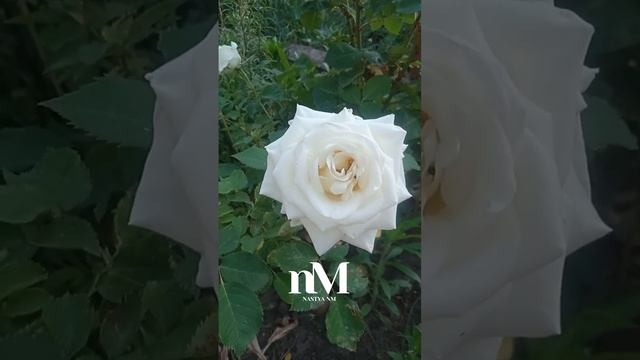 Молитва за Україну #молитва #сильнамолитва #ukraine #україна #украина смотреть онлайн