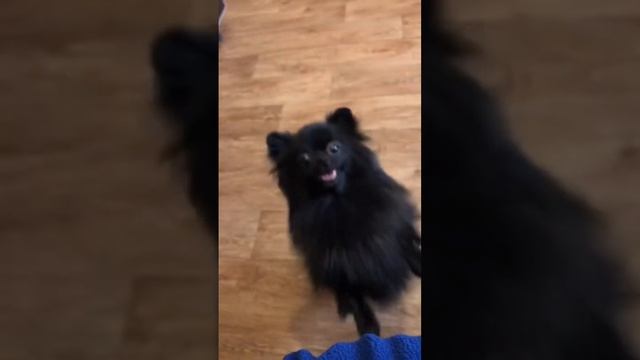 Очень острый соус ?️ #еда #обзор #рецепт #шаурма #острыйсоус смотреть онлайн