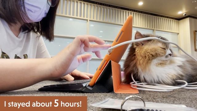 Timeless cafés + Workday in cat café - Paris in Tokyo смотреть онлайн