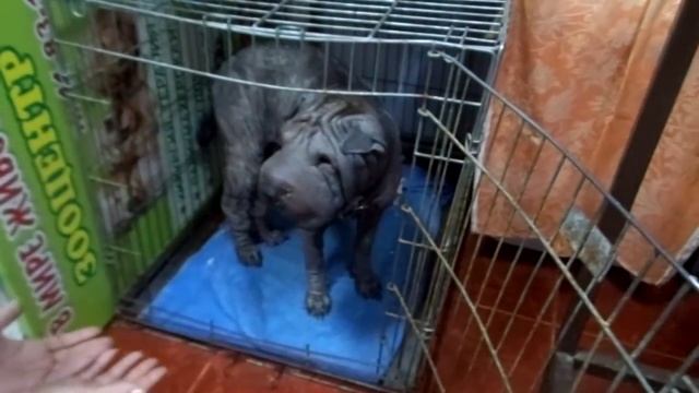 Шарпей найденный,на лечении в клинике. смотреть онлайн